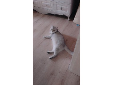 Sevimli kedimiz dino muza kalıcı yuva arıyoruz