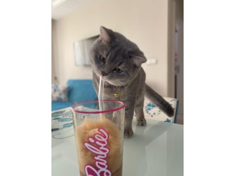 Scottish fold kedimiz eli yeni yuva arıyoruz