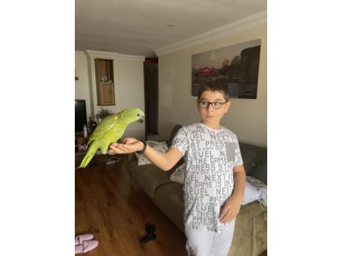 2021 kapalı bilezikli blue fronted amazon papağanı