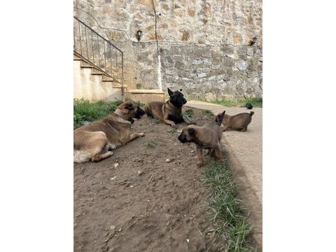Safkan ve şecereli orjinal a kalite malinois yavruları