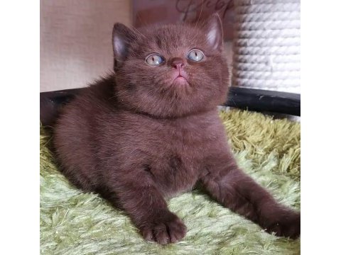 Chocolate british shorthair