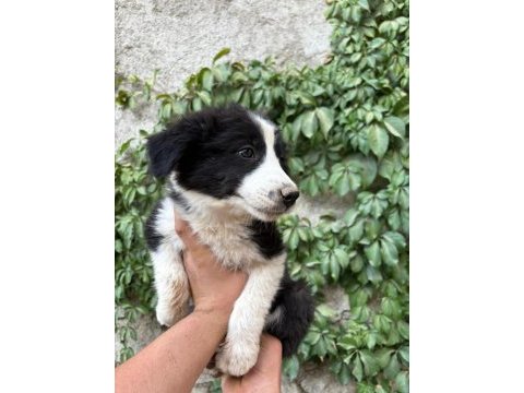 Teslime hazır border collie yavrular
