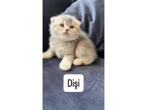Scottish fold dişi yavrumuz teslime hazır