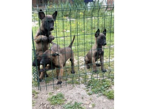 Belçika malinois 57 günlük