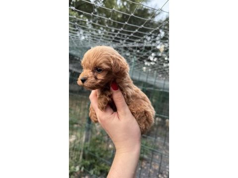 Yavru teacup maltıpoo