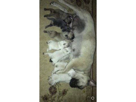 Safkan yetişkin dişi french bulldog