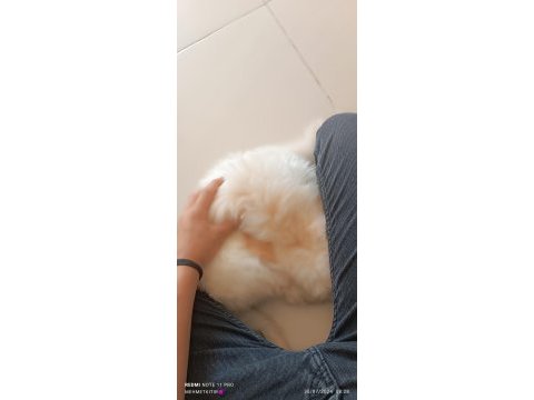 Köpeğim 3,5 aylık malzemeleri ile birlikte vereceğim