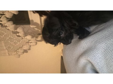 Kara bebek 3 aylık maltipoo