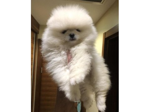 3 aylık erkek muhteşem kalitede pomeranian boo