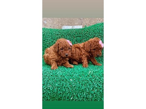 Yavru toy poodle