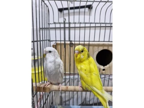 Muhabbet kuşu 1,5 yaş civarı