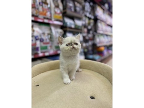 İran persian kedimiz