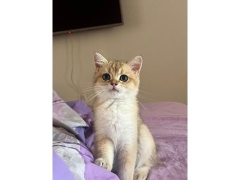 Golden british shorthair