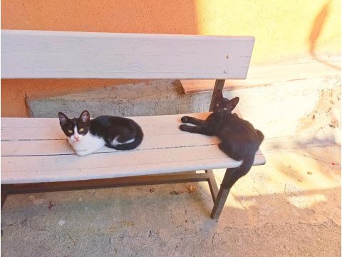 Kedimize acilen ömürlük yuva aranıyor