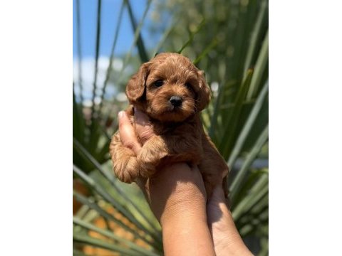 Maltipoo yavrularımız