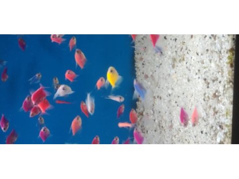 Transgenetik tetra
