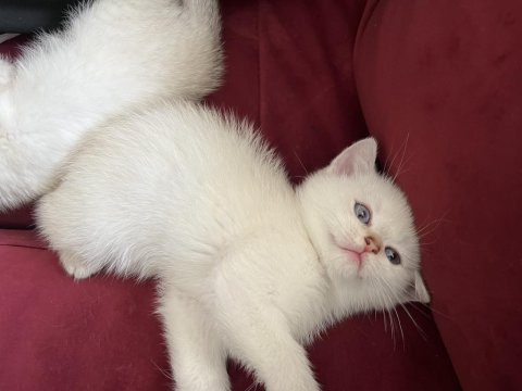 Safkan bebeklerim british shorthair