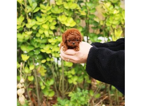 Adrese teslim toy poodle bebeklerim