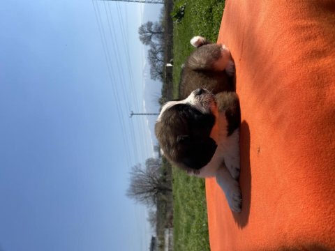 Irk ve sağlık garantili st bernard yavrular