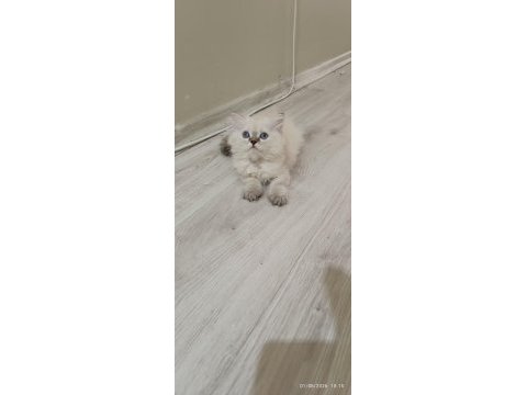 British longhair kardeşler