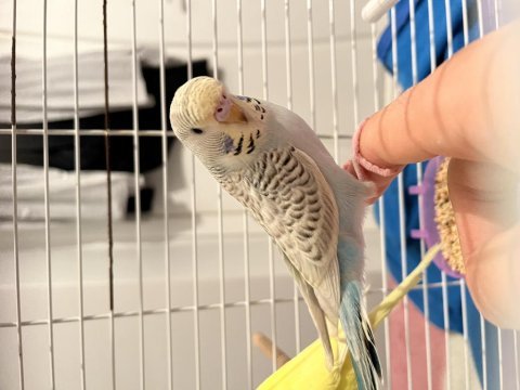 Yavru erkek ele alışkın benekli özel muhabbet kuşu