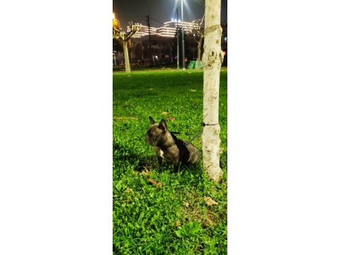 French bulldog