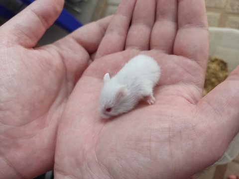 Tatlı minnoş gonzales hamster yavru ve yetişkin