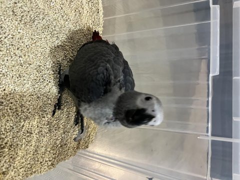 El besleme 65 günlük bebek kapalı bilezik jako