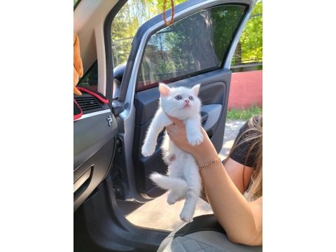 British shorthair w63 odd eyes erkek yavrum teslime hazır