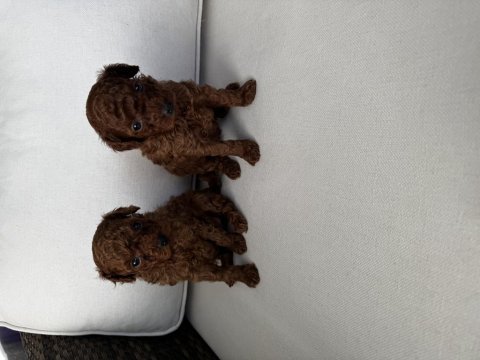 Toy poodle (2-3 kiloyu kesinlikle geçmez)