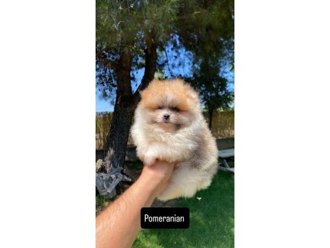 Bal küpü köpeğimiz yeni ailesini arıyor