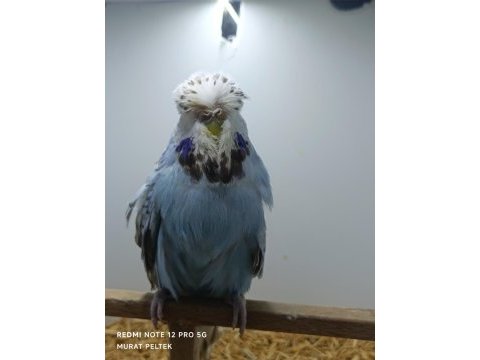 Muhabbet kuşumuz show jumbo