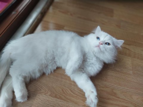 Acil şehir dışına taşıyacağız 8 aylık chinchilla