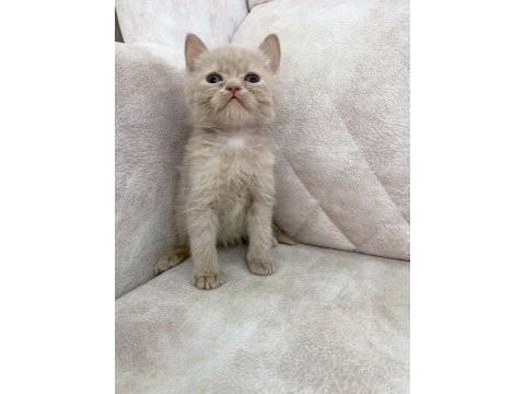 Fawn rengi safkan british shorthair ayı surat bebek