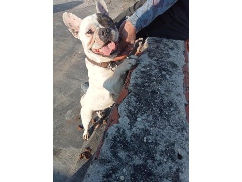 Maskeli dişi iki yaşında sıfır burun french bulldog