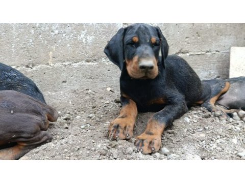 A scr üst düzey doberman yavruları