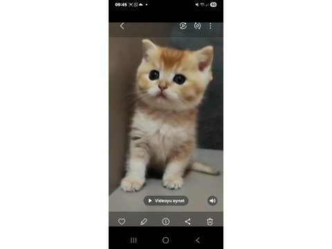 British shorthair yavrularımız yeni yuvalarını arıyor