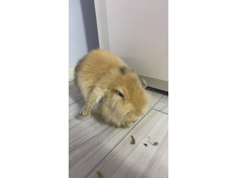 Hollanda lop tavşan