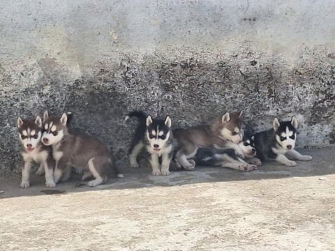 Sağlıklı husky yavru köpekler