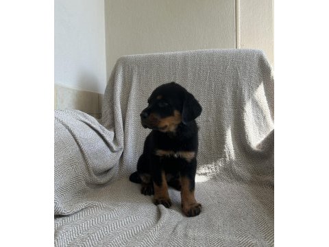 Rottweiler safkan alman yavru