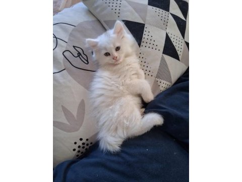 British longhair yavru