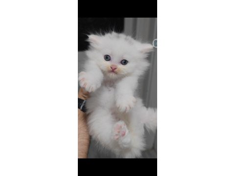British longhair kedisi