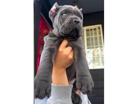 Evinizin yeni üyesi cane corso kapıda ödeme vardır