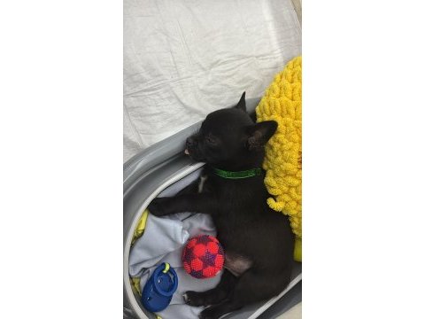 Elma kafa 5 aylık gerçek 0 numara chihuahua