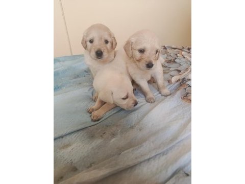 Safkan english creamy golden retriever