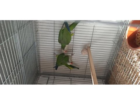 Takım yeşil monk papağanı