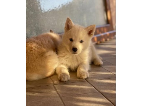 Safkan husky yavrularım