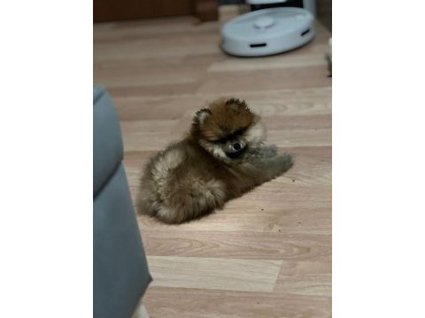 Antalya pomeranian boo