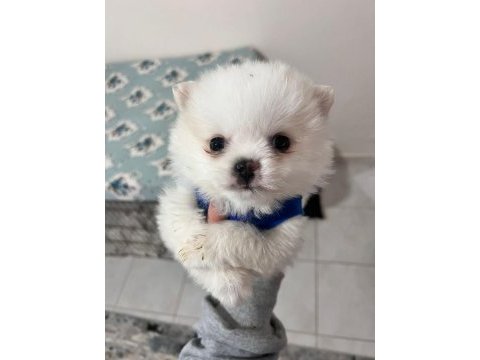 Dişi pomeranian yavrumuz yeni ailesini arıyor