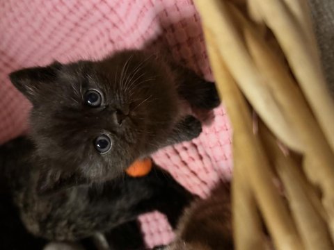 Yeni yuvalarına gitmeye hazır kediler